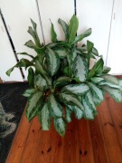 Aglaonema silverbay