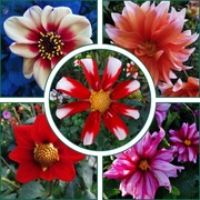 Dalia -Mega Kolekcja 50 nasion.