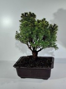 Bonsai Świerk, odmiana karłowa.Unikat!!! 5