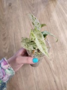 Philodendron Giganteum Variegata - sadzonka ze zdjęcia