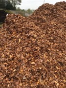 KORA SOSNOWA ZIEMIA TORF Z DOSTAWĄ 