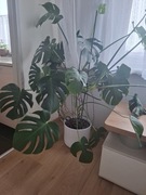 Roślina Monstera
