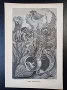 Piękna oryginalna litografia XIX - XX w. - Krab pustelnik 2
