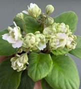 Fiołek afrykański sadzonka GEA Serebryanoe Kopytce