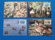 Zestaw 4 szt. widokówka widokówki WWF Cyraneczka żółtodzioba