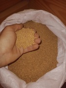 Proso żółte 22kg ULTRA CZYSTE karma dla papug PROMOCJA ! ! !