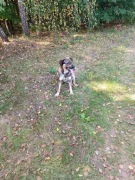 Pies oddam za darmo w dobre ręce 