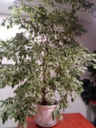 Fikus benjamina bardzo duży 