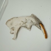 Czaszka bobra bóbr fragment ozdoba akwarium terrarium 