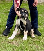 Owczarek środkowoazjatycki piękną masywna suczka 