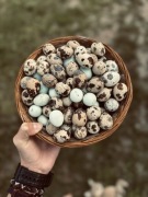 Jajka przepiórcze - Spożywcze-ŚWIEŻE