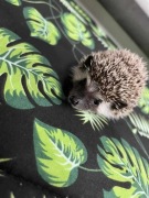 Jeż pigmejski Samczyk - słodki, ciekawski