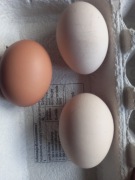 Jaja wiejskie od szczęśliwych kur 