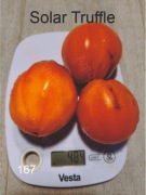 167-Solar Truffle. Pomidory kolekcjonerskie.