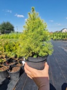 Świerk biały Rainbow's End picea glauca