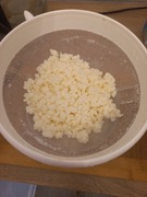 Grzybek tybetański kefirowy 