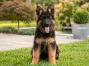 Owczarek Niemiecki Owczarki Niemieckie Długowłosy Czarny Podpalany Suczka