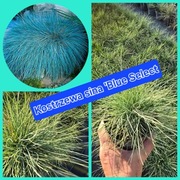 Kostrzewa sina - niebieska trawa