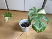 Monstera Thai Constellation