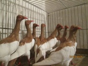 sroki łowickie żółte