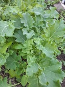 Jarmuż młodziutki -sprzedaż na pęczki Smart!