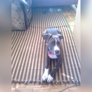 Sprzedaje Adene na serwerze l2 lionna x30