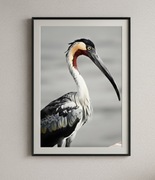 Ptak - Plakat a3. 29,7 x 42 cm. Papier premium 300.