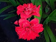 Zwartnica, Amarylis "Kajka" obwód 20+cm