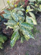 Aucuba japonica VARIEGATA