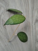 Hoya ameno Java sadzonka