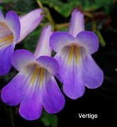 Primulina (chirita) Vertigo, rodzina fiołek afrykański 