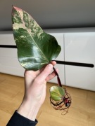 Philodendron Strawberry Shake