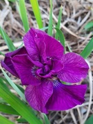 Irys syberyjski 'Tumble Bug' Iris sibirica