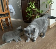 Reproduktor kot brytyjski Alex gr A