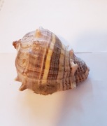 Muszla Morska Melongena Melongena 5 x 4 cm