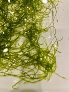 Mech Java Moss, Taxiphyllum barbieri – 15 gałązek, hodowla podwodna