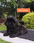 ShihTzu z IV pokoleniowym rodowodem 