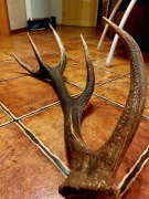 Poroże jelenia świerze