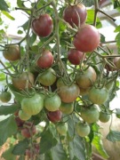 Kolekcjonerski pomidor chocolate black cherry koktajlowe