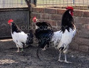 Kogut lakenvelder dorosły 