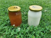 Miód rzepakowy 2024