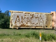 Miód akacjowy, wielokwiatowy 