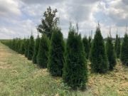 Tuje Szmaragd, świerk, iglaki