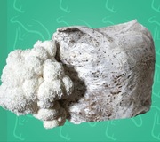 Grzybnia Soplówka Jeżowata. Gotowe podłoże.