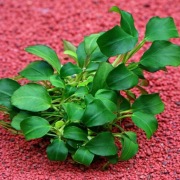 Anubias Bonsai mini roślina akwariowa kępa low tech nano