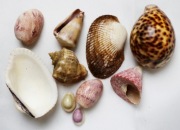 Sprzedam muszle oceaniczne ozdoba dekoracja 