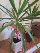 Juki 5 szt. Od 50 cm do 250 cm