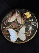 Gablota szklana z motylami preparowanym kolekcjonerskie 