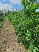 Groszek zielony eko natura 3kg PRZEDSPRZEDAŻ 