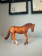 Ogier rasy Australian stock horse z collecty